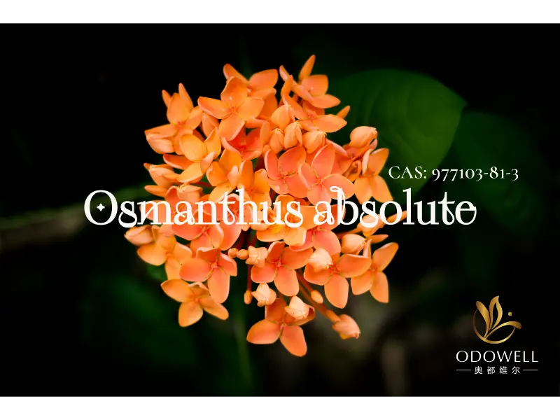 Osmanthus Absolute – ODOWELLin luonnollinen allekirjoitus tyylikkäille itämaisille kukkasille